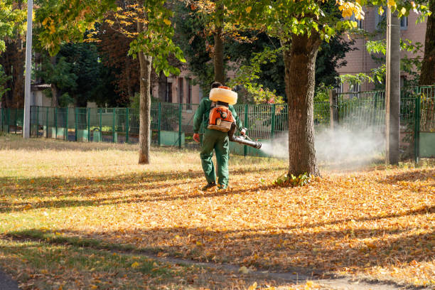 Best Flea Control Services  in Stagecoach, NV