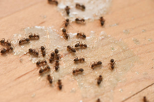 Best Flea Control Services  in Stagecoach, NV