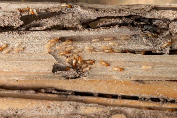 Best Best Pest Control Companies  in Stagecoach, NV